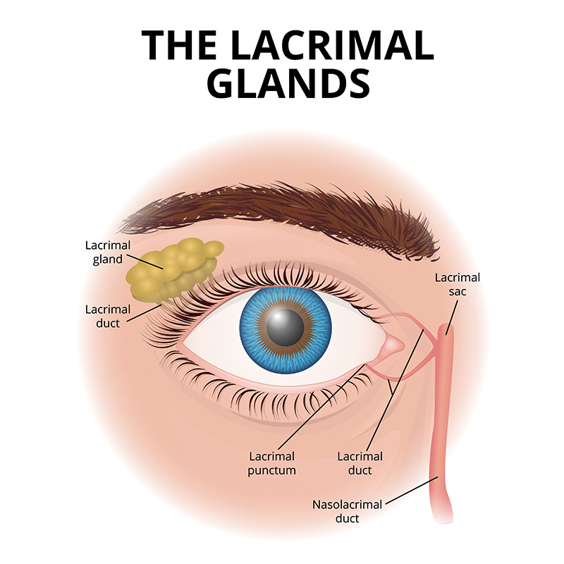 The image is a diagram of the lacrimal glands, showing the lacrimal gland, duct, sac, punctum, and nasolacrimal duct involved in tear production and drainage.